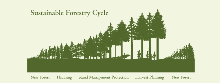 sustainable-forestry-cycle